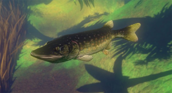 海底大猎杀正版游戏鱼类图鉴1