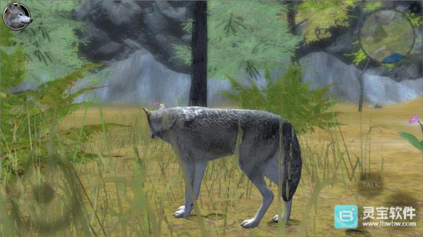 终极狼模拟器2游戏如何找伴侣1