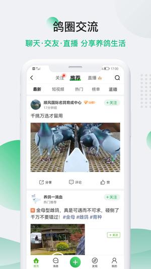 中国信鸽信息app