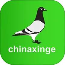 中国信鸽信息app